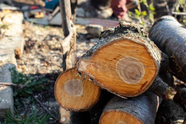 Best Firewood Processing and Delivery  in Osceola, IA