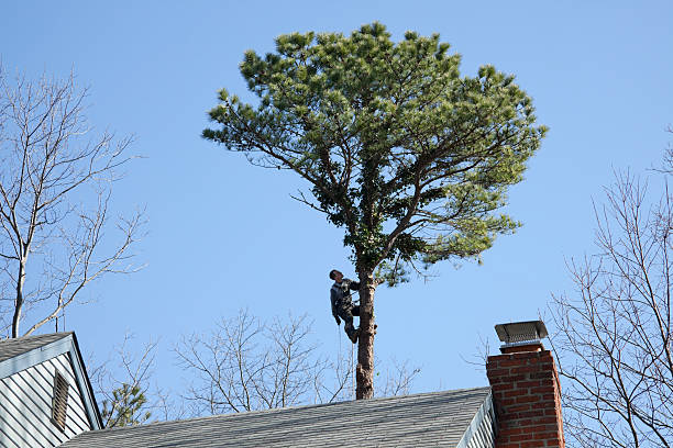 Best Tree Preservation Services  in Osceola, IA