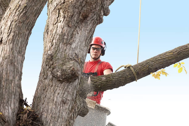 Best Tree Cabling and Bracing  in Osceola, IA